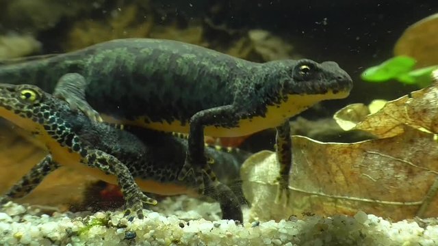 Bergmolche, Alpine newt, Ichthyosaura alpestris