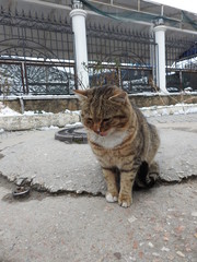 Obraz premium In winter, the cat is heated on a warm heating hatch