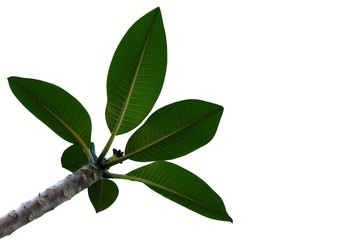 Plumeria leaves on white isolated background for green foliage backdrop 