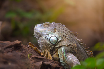 Large tree lizards of the Iguan