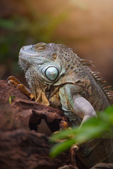 Large tree lizards of the Iguan