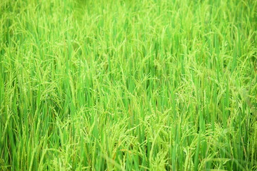 paddy fields with rice plants that are fresh and ready to be harvested