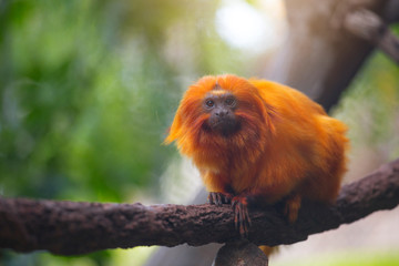 Tamarin Monkey