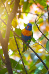 A multi-colored parrot on a tree.