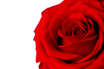 Red rose bud on white background close-up isolate