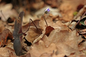 Leberblümchen (Hepatica nobilis)