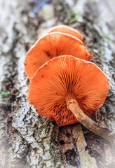 Pilze wachsen aus einem Baum