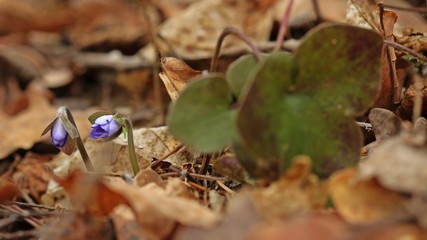 Leberblümchen (Hepatica nobilis)