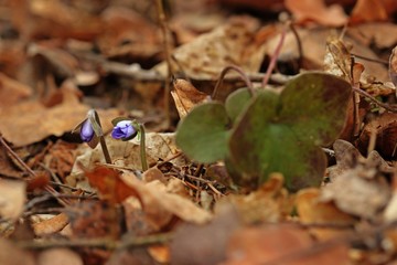 Leberblümchen (Hepatica nobilis)