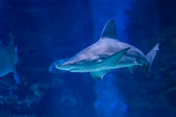 Big bull shark in the clear blue water of Pacific ocean.