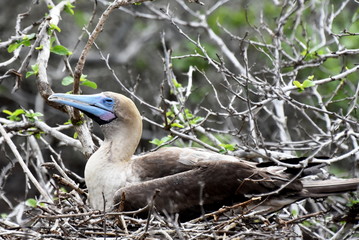 The seabird red-footed booby sula sula laying on a nest