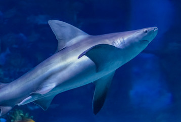 Big bull shark in the clear blue water of Pacific ocean.