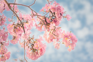 pink trumpet tree flowers blooming, Tabebuia rosea