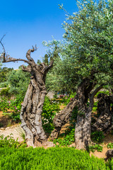 Fototapeta na wymiar The ancient olives