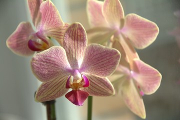 Obraz na płótnie Canvas orchid, flower, vase, bouquet, flowers, interior, window, pink, plant, white, room, spring, table, nature, tulip, green, blossom, decoration, red, floral, leaf, home, beautiful, bloom, wedding