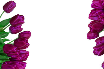 Violet tulips on a white background.