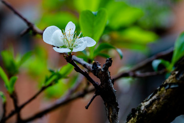 In the early spring after the winter, the plum blossoms in Taiwan are blooming, and the white plum blossoms are elegant and clean.