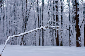 A bare leafless tree with an interesting shape in a winter woodland landscape.