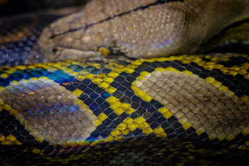 The head of the ball python Python regius, also known as the royal python.