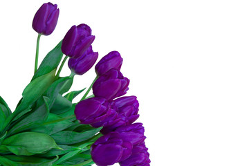 Violet tulips on a white background.