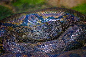 The reticulated python Python reticulatus is a species of python found in South Asia and Southeast Asia.