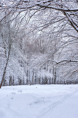 deciduous forest in winter