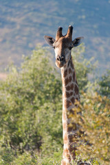 Tall giraffe looking above the bushes