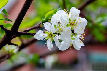 In the early spring after the winter, the plum blossoms in Taiwan are blooming, and the white plum blossoms are elegant and clean.