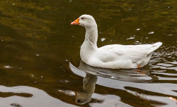 Duck at Parz Lake, Dilijan, Armenia