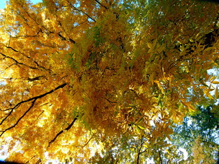 Mächtiger Baum mit gold-gelb leuchtendem Herbstlaub