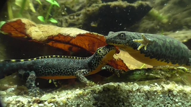 Bergmolche, Alpine newt, Ichthyosaura alpestris