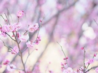 Fototapeta na wymiar ピンクの八重咲きの梅