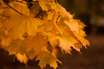 Yellow maple leaves in autumn park in Moscow