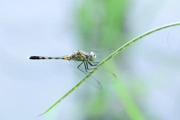 Fototapeta premium dragonflies prepare to fly
