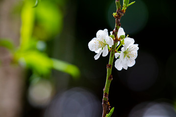 In the early spring after the winter, the plum blossoms in Taiwan are blooming, and the white plum blossoms are elegant and clean.