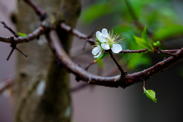 In the early spring after the winter, the plum blossoms in Taiwan are blooming, and the white plum blossoms are elegant and clean.