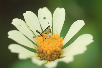 grasshopper on beautiful flower