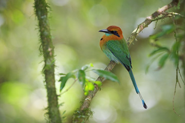 Broad-billed motmot