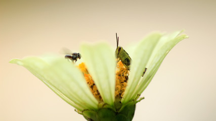Obraz premium grasshopper on beautiful flower