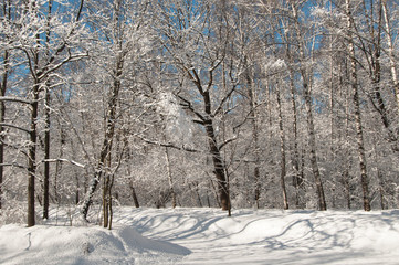Fototapeta premium Winter landscape with a park