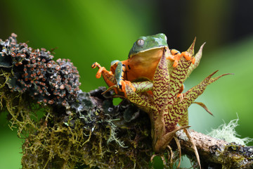 Splendid leaf frog