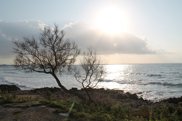 Tree without leaves by the sea