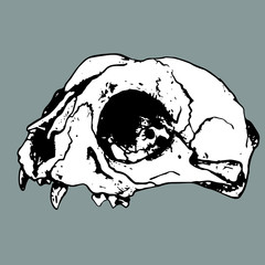 Anatomical skull of cat. Sketch