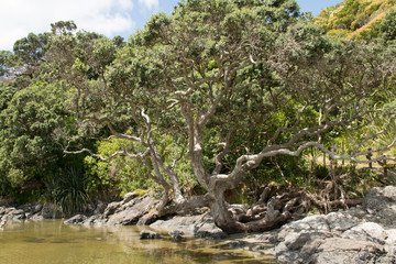 Tree at Onetangi Beach at Waiheke island near Auckland, New Zealand