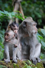 Naklejka na ściany i meble Monkey Forest. Monkeys in the jungle. Bali, Indonesia