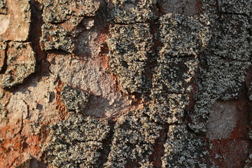 wooden texture background