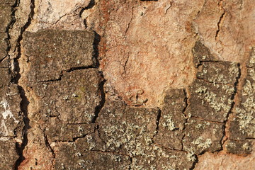 wooden texture background