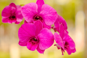 Beautiful orchid7