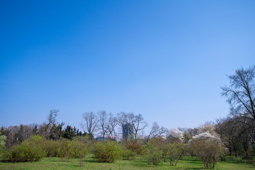 Springtime, a park in Berlin with trees and blue sky