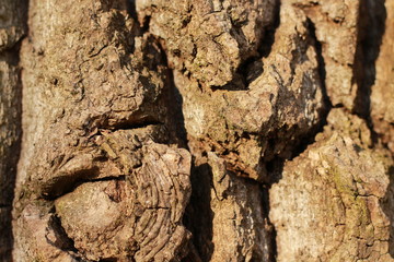 wooden texture background